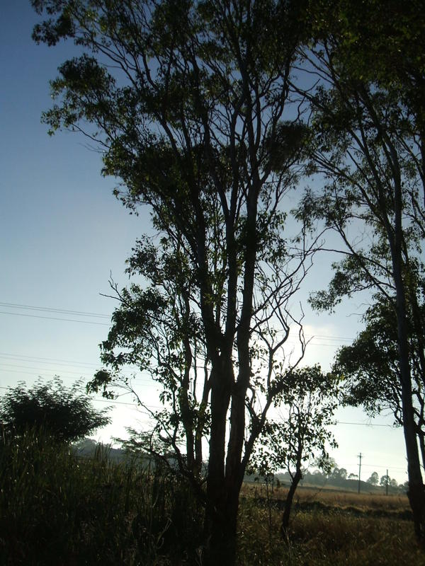 tree