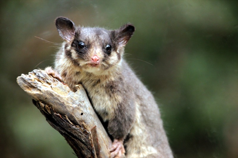 If threatened species could vote … Wills candidates discuss biodiversity with @takvera