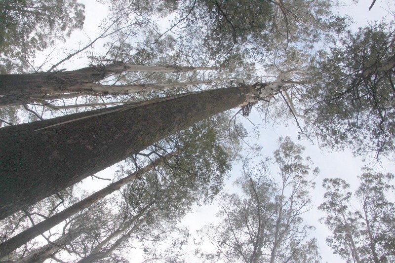 Mountain Ash are the tallest flowering plants in the world - logging is threatening mountain ash eco-systems in the Central Highlands of Victoria