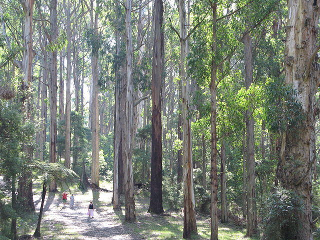 Olinda Forest - Dandenong Ranges