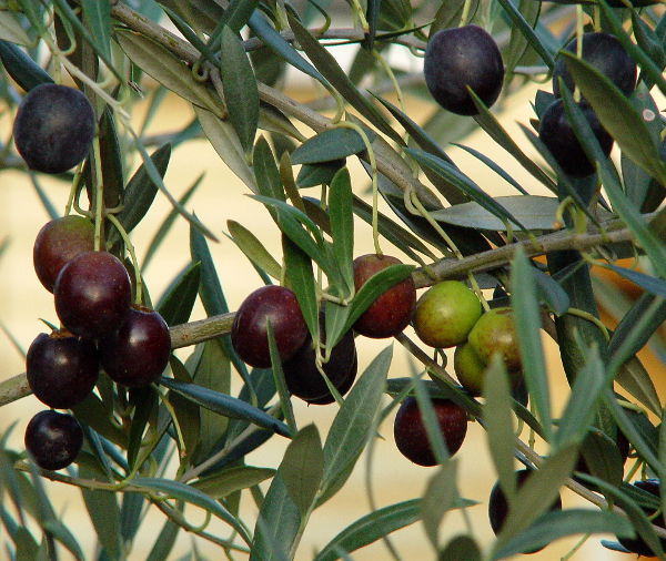 olives-near-benalla