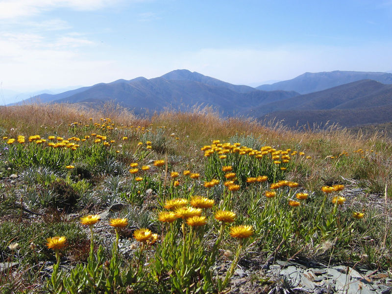 On Mt Hotham looking to Mt Feathertop, Victoria (Photo: John O'Neill. Source: Wikipedia).