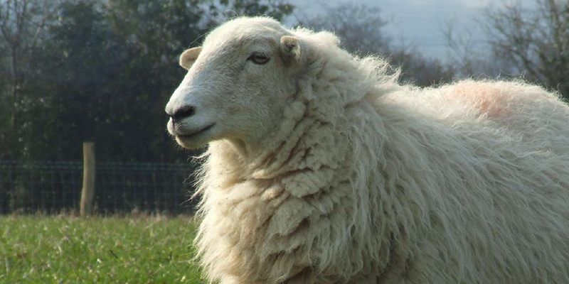 Maintain silence for the sheep: @Sally_Owl comments