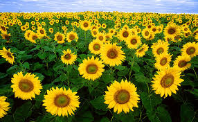 The Sunflower Project
