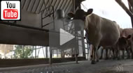 ABC News Qld: Queensland's milk deficit has blown out to 20 percent.