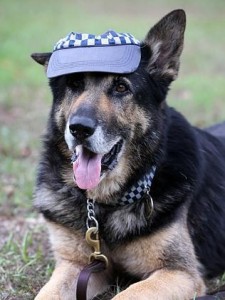 Qld's most famous police dog, Bosun has passed away, aged 9.