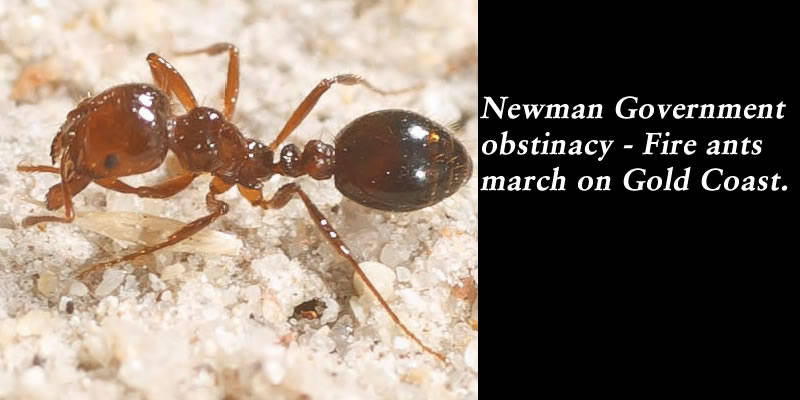 Newman Government obstinacy – Fire ants march on Gold Coast: @Qldaah #qldpol