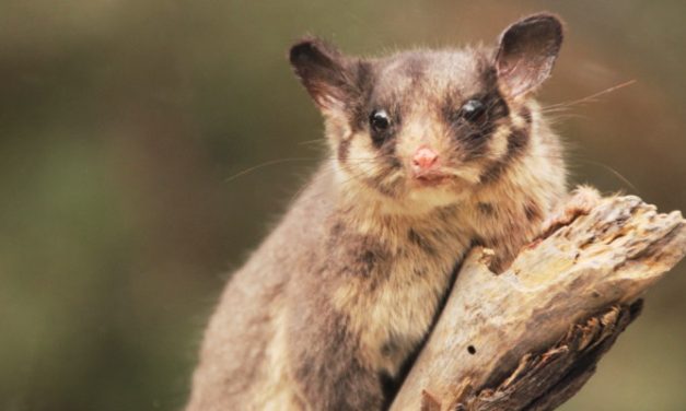 Will @LisaNevilleMP move fast enough on #GFNP to save Leadbeater’s possum from #extinction? asks @Takvera #vicpol