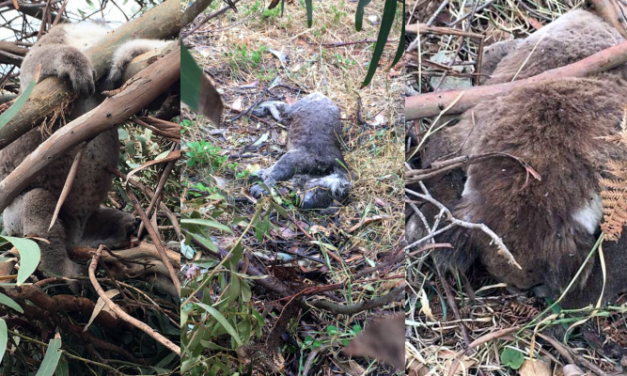Gruesome koala massacre during logging operations in Victoria: @jansant reports #springst